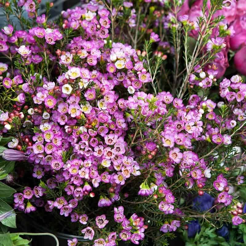 Waxflower (Chamelaucium)