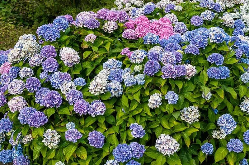 Bigleaf Hydrangea (Hydrangea Macrophylla ‘All Summer Beauty’)