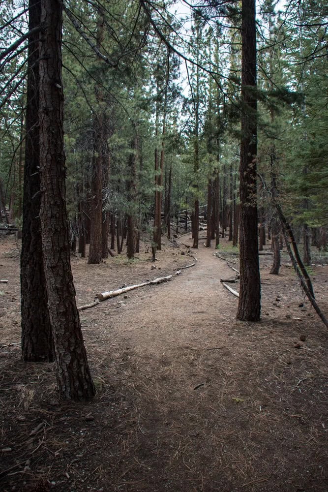 Jeffrey Pine (Pinus jeffreyi)