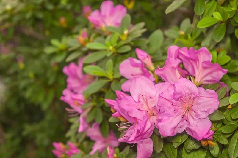 Azalea (Rhododendron ‘Hoosier Rose’)