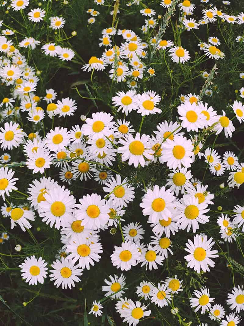 Daisy (Leucanthemum x Superbum)