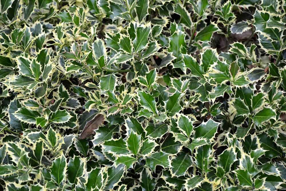 Hedgehog Holly (Ilex aquifolium ‘Ferox Argentea’)