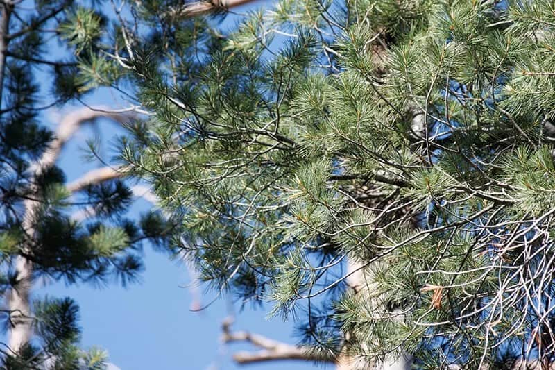 The Sugar Pine (Pinus Lambertiana)