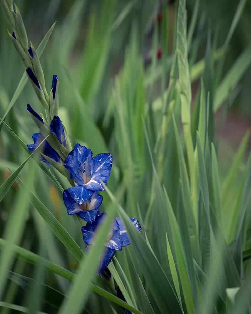 Nori Gladiolus (Gladiolus Nori)