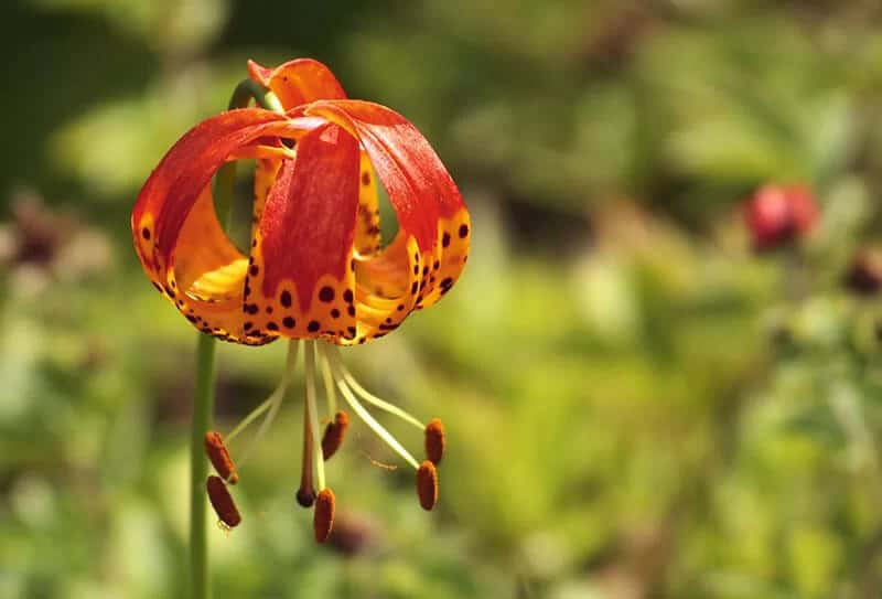 Lilium Bellingham