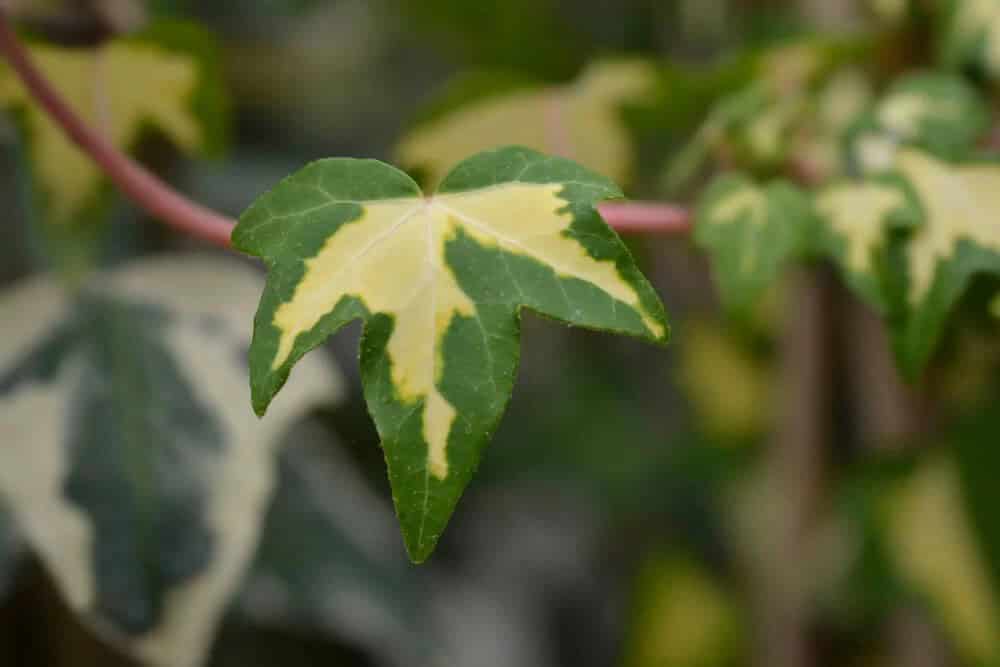 Gold Heart Variegated Ivy (Hedera helix’ Gold Heart’)