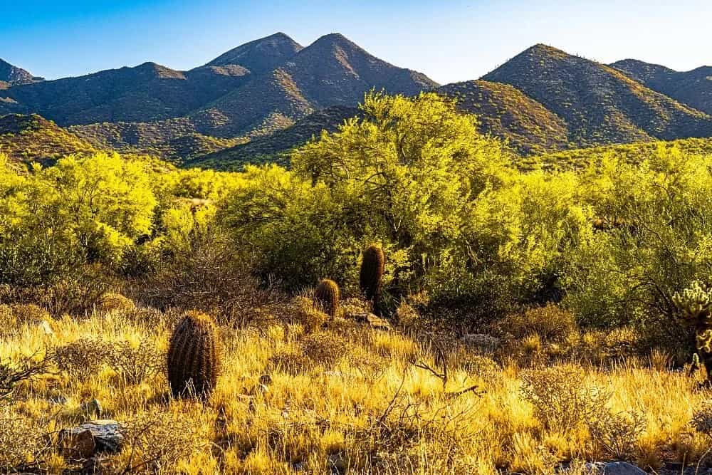 Yellow Palo Verde (Parkinsonia microphylla)