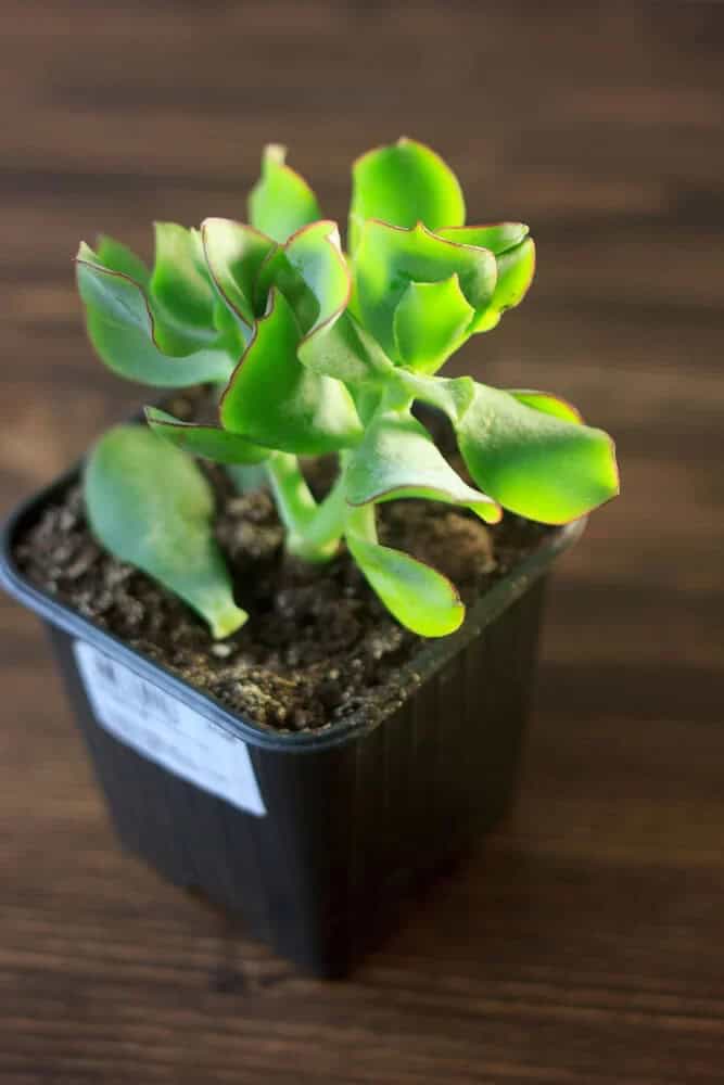 Blue Bird Jade (Crassula arborescens ‘Blue Bird’)