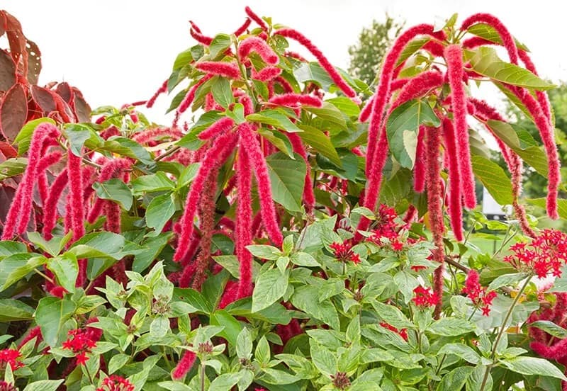 Love-Lies-Bleeding (Amaranthus Caudatus)