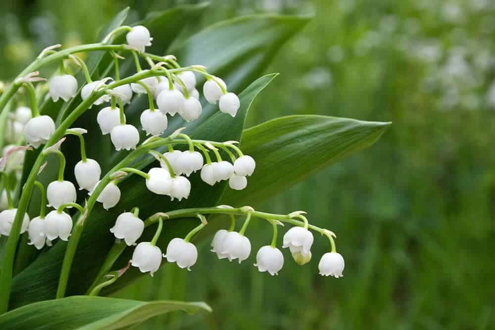 Lily of the Valley (Convallaria majalis)