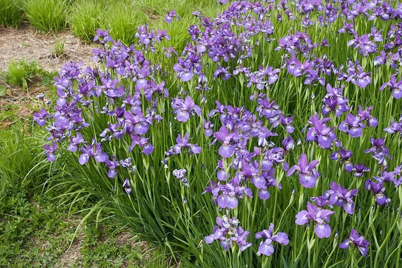 Siberian Iris (Iris ‘Chilled Wine’)