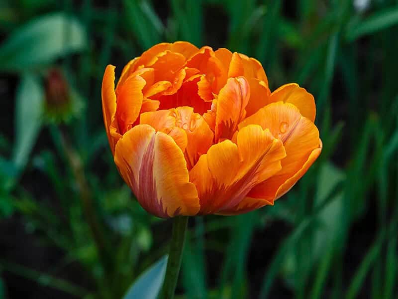 Orange Tulip (Tulipa ‘Orange Princess’)