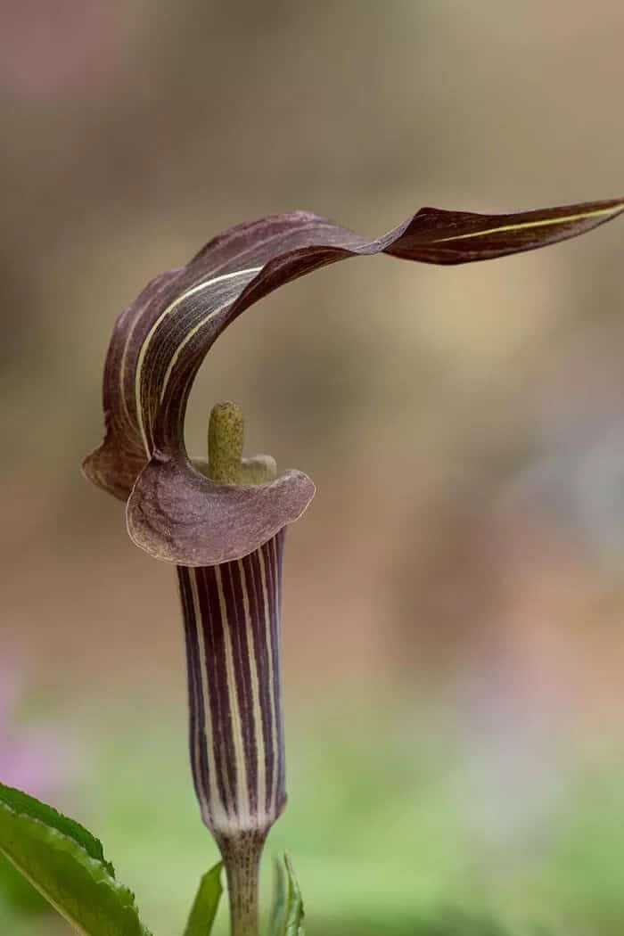 Jack-in-the-Pulpit (Arisaema triphyllum)