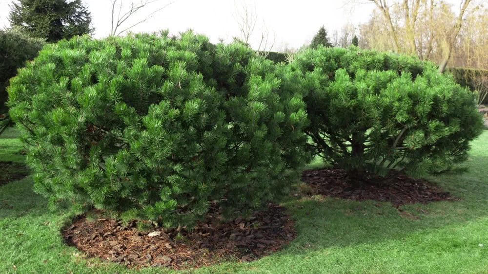 Dwarf Mugo Pine (Pinus. Mug var pumilio)