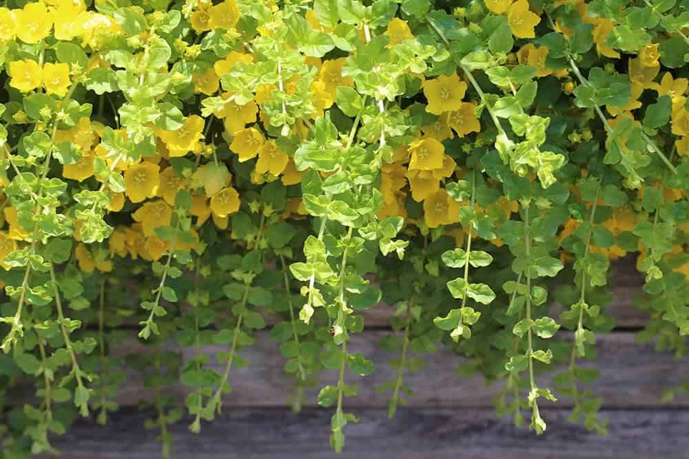 Golden Creeping Jenny (Lysimachia nummularia)