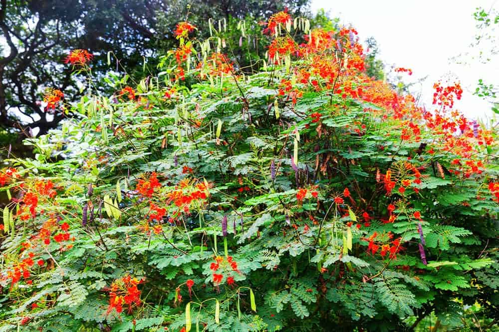 Peacock Flower, Pride of Barbados (Caesalpinia pulcherrima)