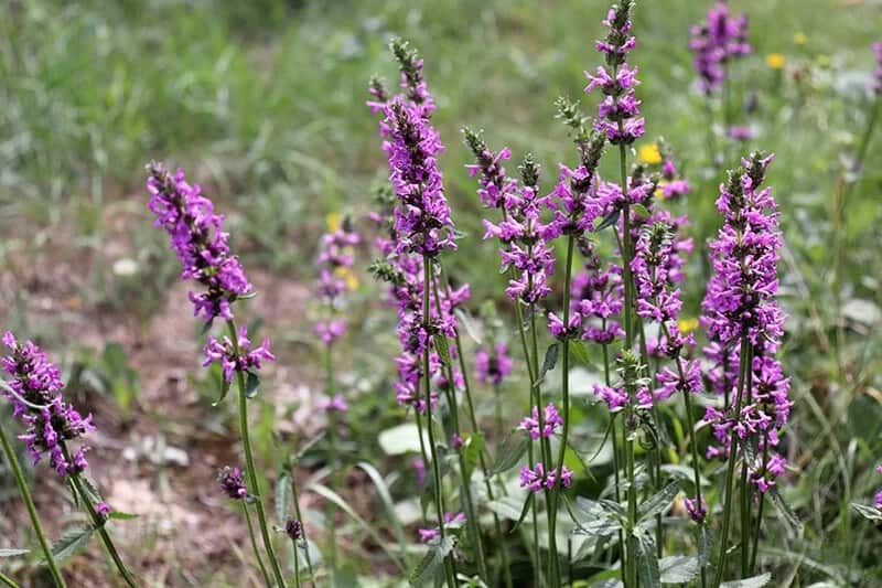 Alpine Betony (Stachys Monieri)