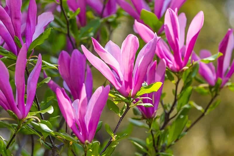 Saucer Magnolia (Magnolia × Soulangeana)