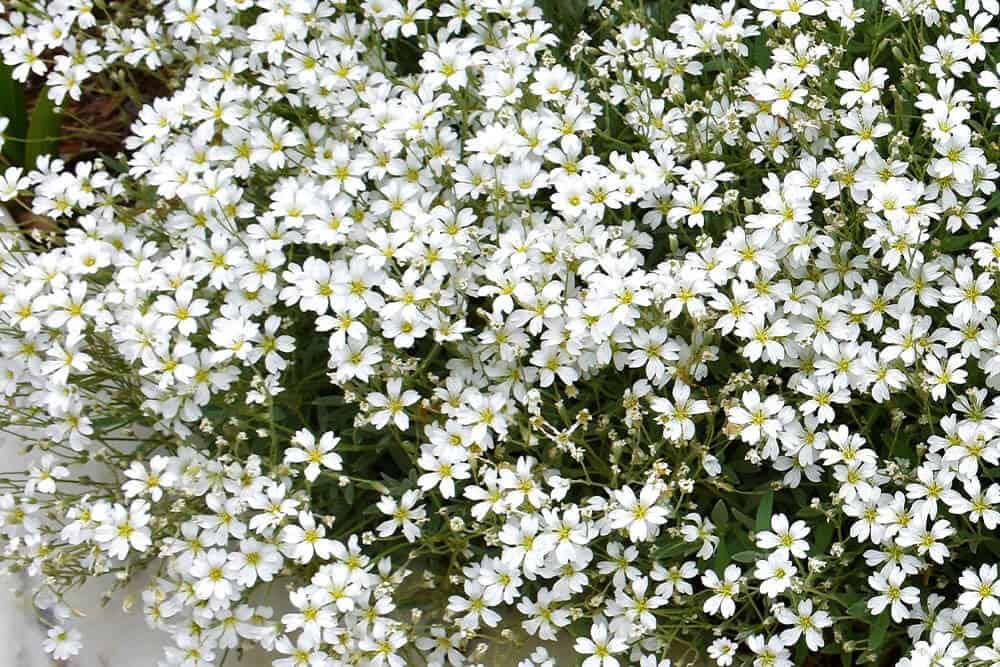 Snow in Summer (Cerastium tomentosum)