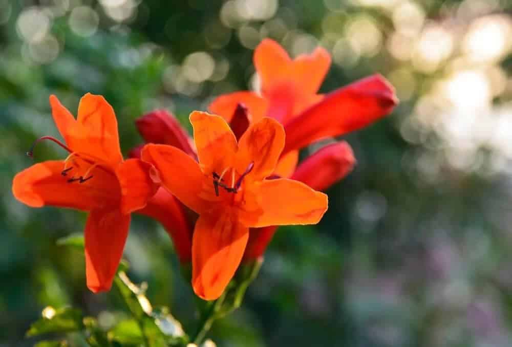 Cape Honeysuckle (Tecoma capensis)