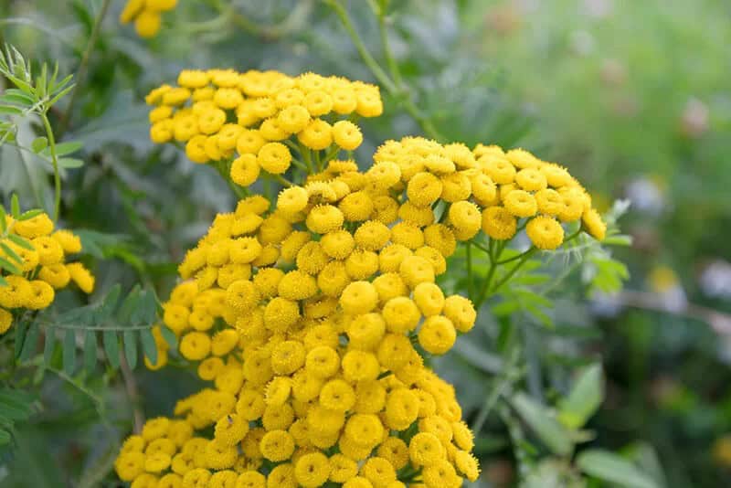 Golden Tansy (Tanacetum Vulgare)