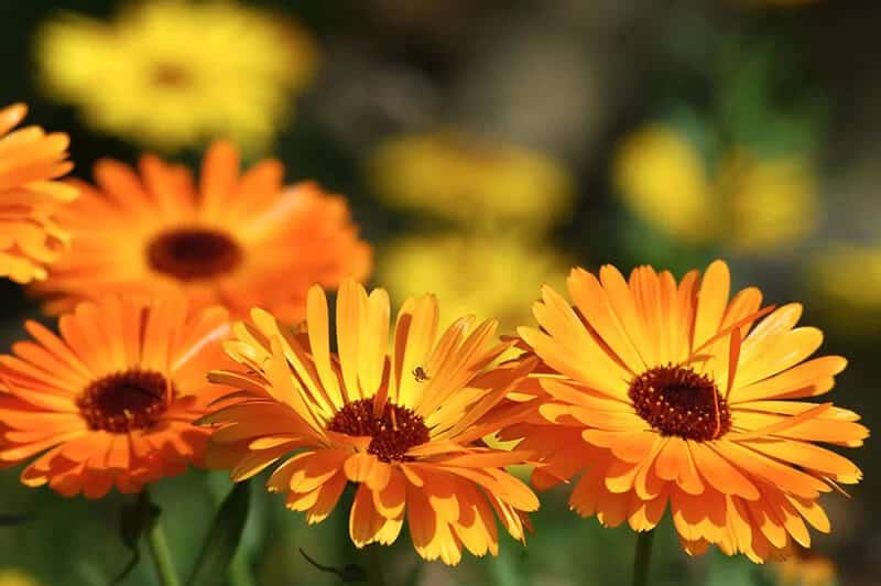 Calendulas (Scientific Name: Calendula Officinalis)