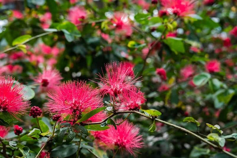 Powder Puff Tree (Calliandra Haematocephala)