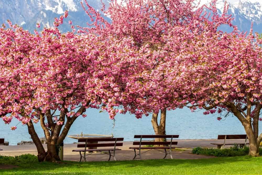 Prunus serrulata ‘Kanzan’ (Japanese Flowering Cherry Tree)