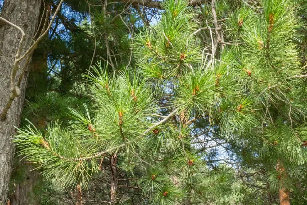 Eldarica Pine (Pinus brutia var eldarica)