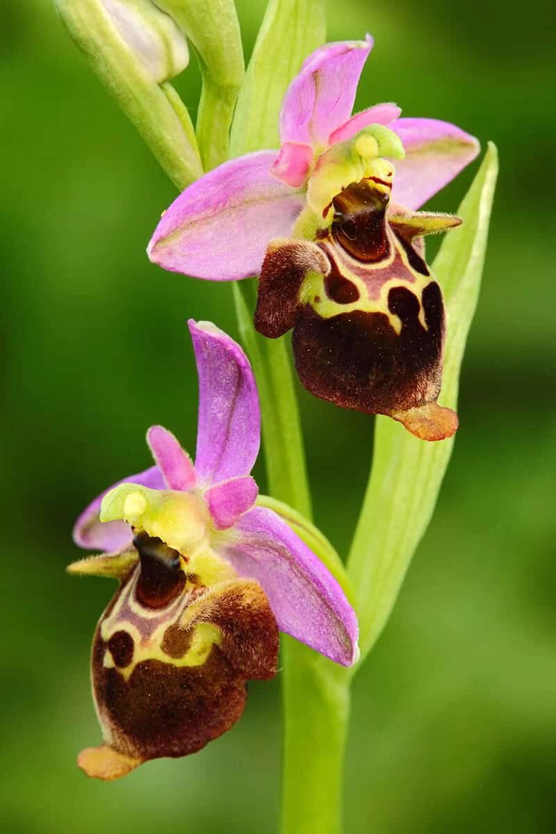 Bee Orchid (Ophrys Apifera)