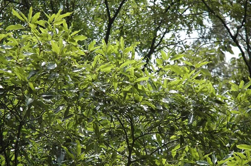 Shingle Oak Tree (Quercus Imbricaria)