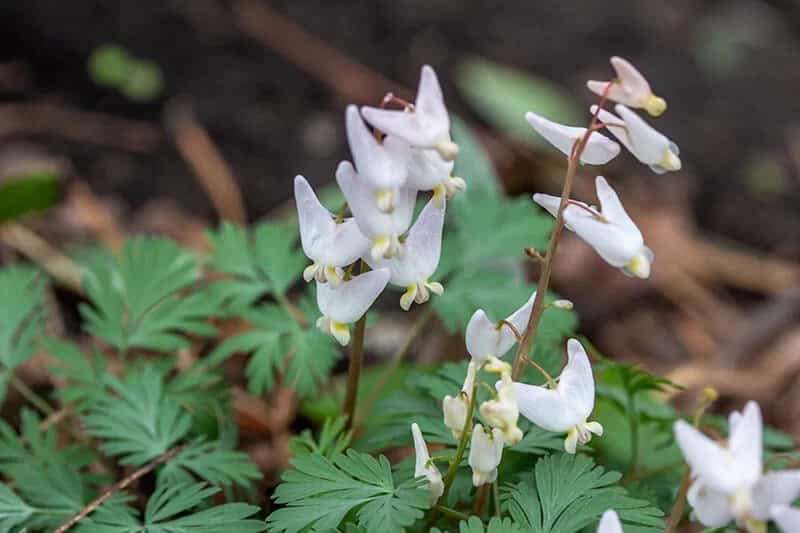 Pantaloon Flower (Dicentra Cucullaria)