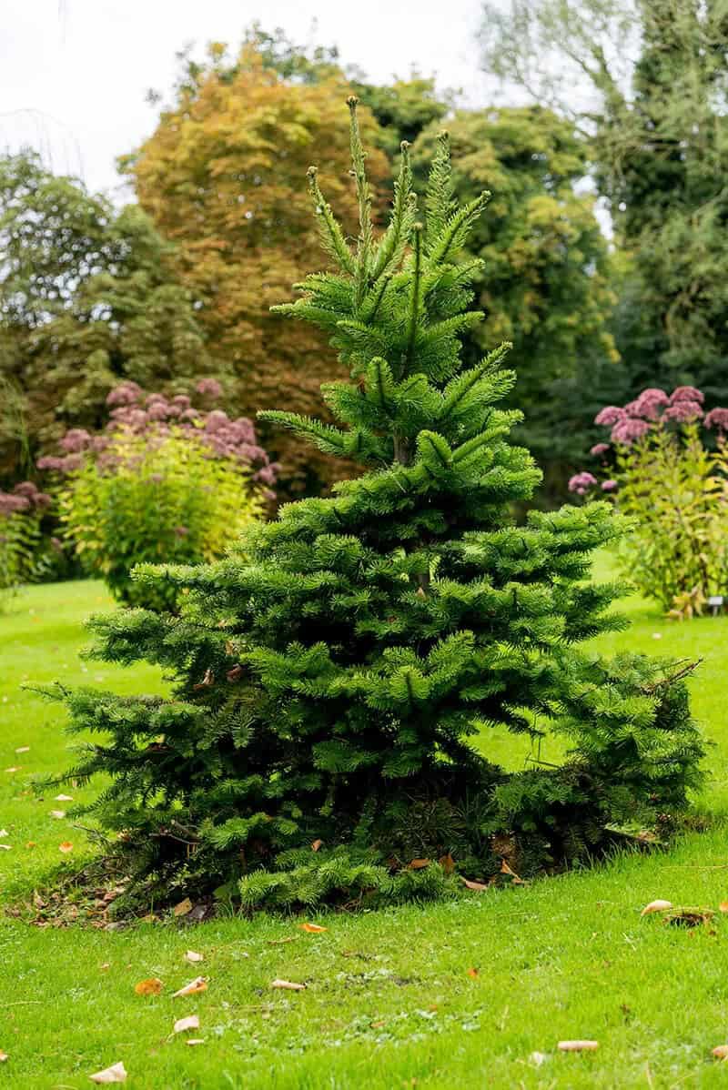 The Norway Spruce (Picea Abies)