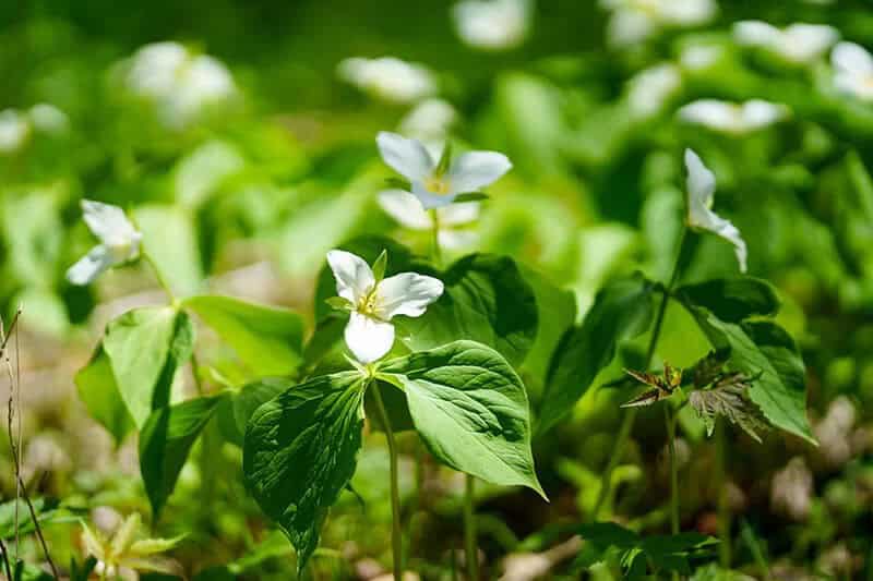 Painted Trillium (Trillium Undulatum)