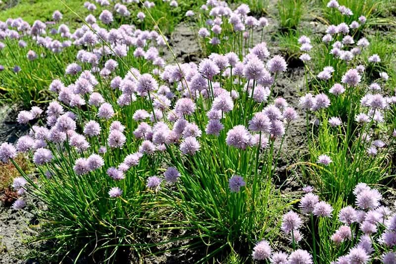 Shirouma Asatsuki Chives (Allium Schoenoprasum)