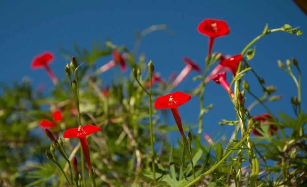 Cardinal Climber (Ipomoea quamoclit)