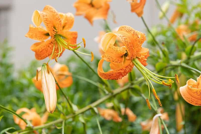 Henry’s Lily (Lilium Henryi)