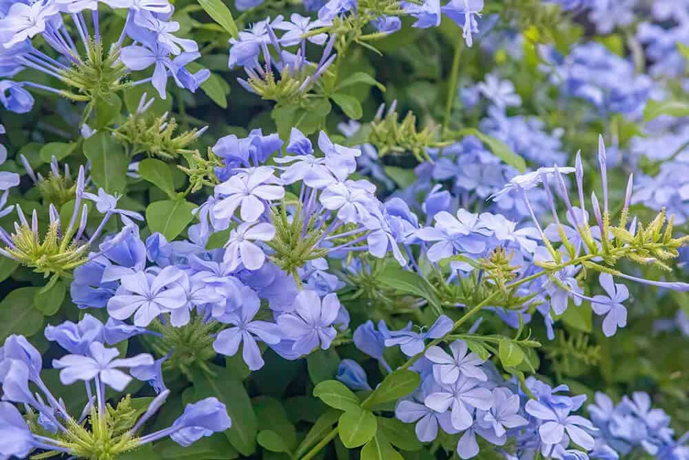 Plumbago (Plumbago spp.)