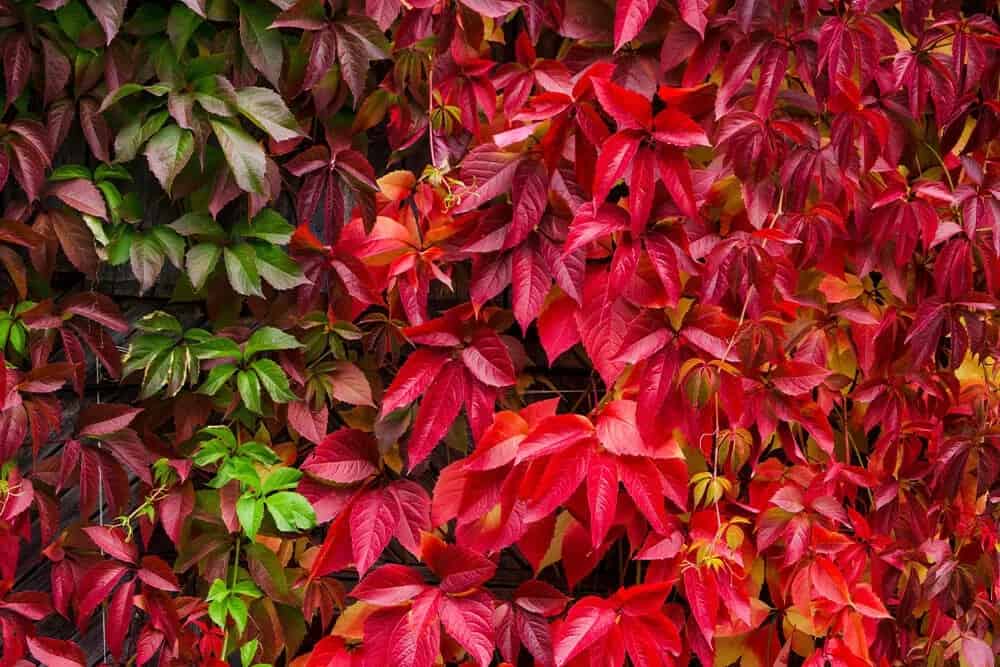 Virginia Creeper (Parthenocissus quinquefolia)