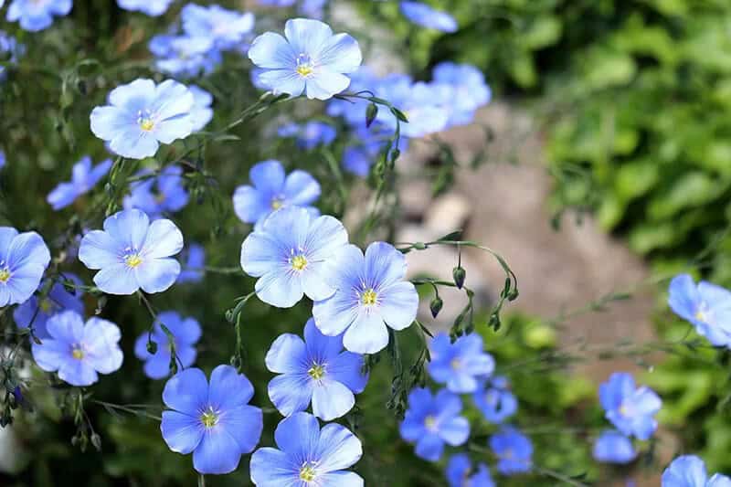 Blue Flax (Linum Perenne)