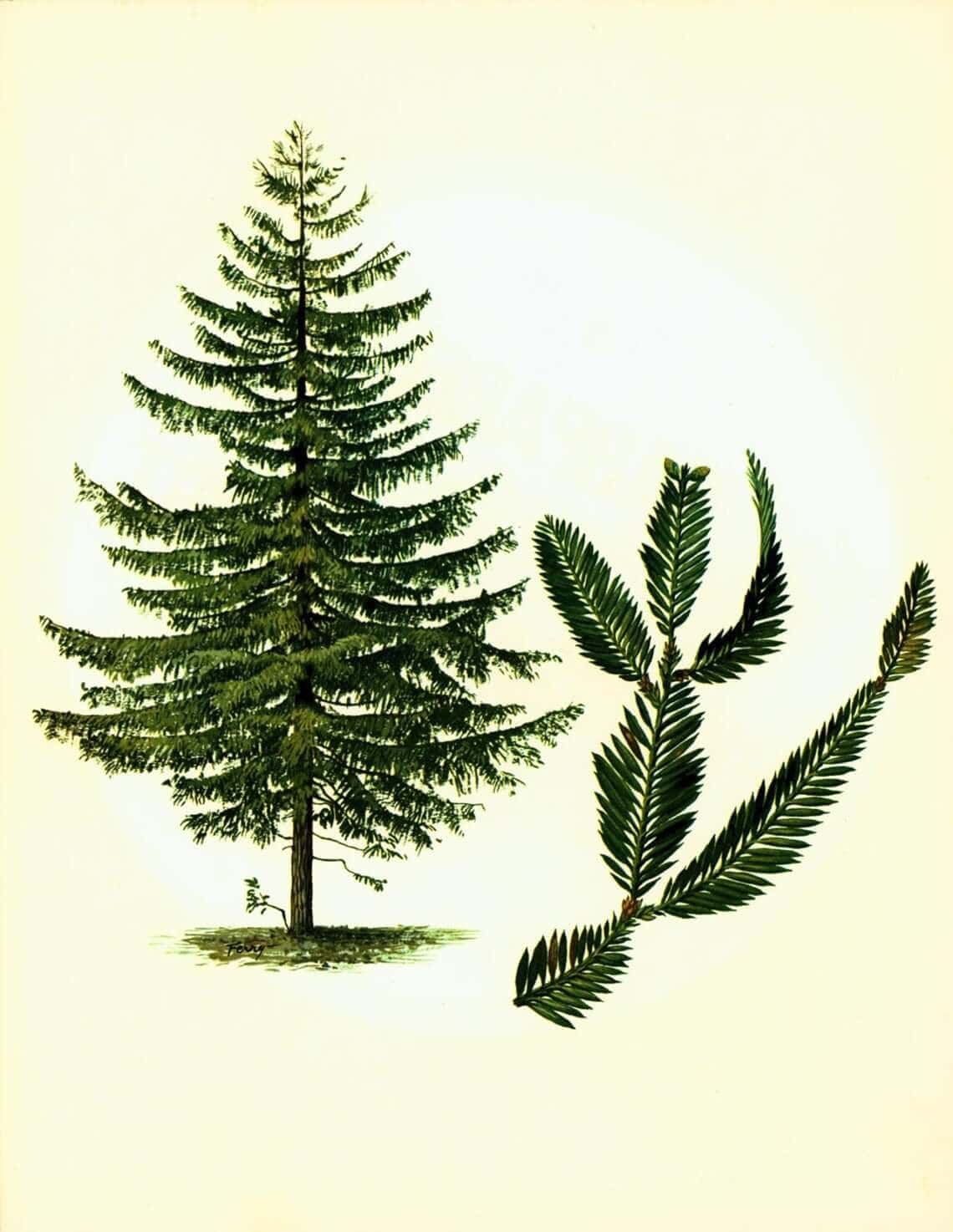 1967 French Botanical Drawing of a Sequoia