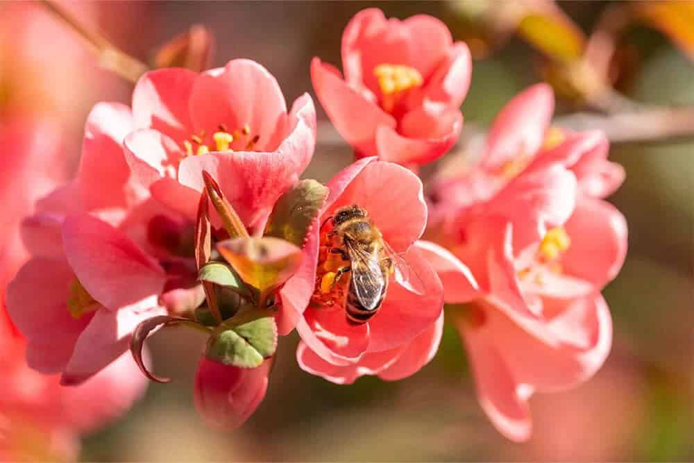 Pink Flowering Quince (Chaenomeles x superba ‘Pink Lady’)