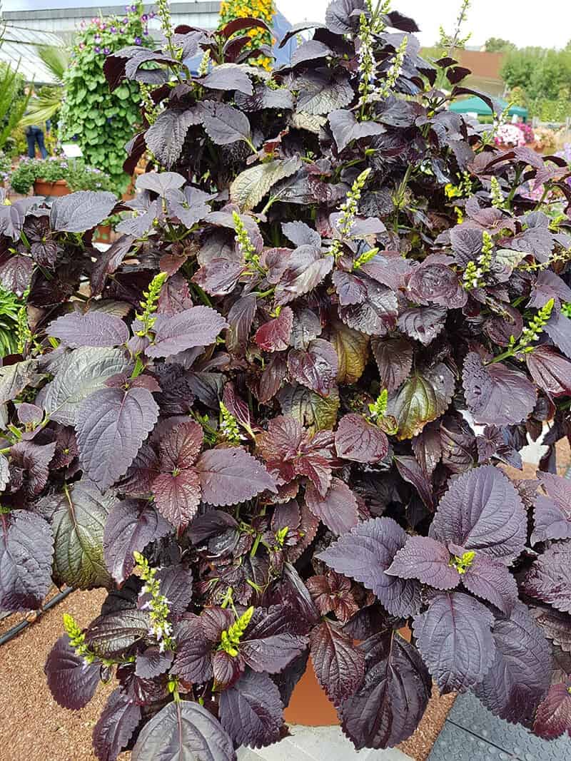 Black Prince Coleus (Solenostemon)