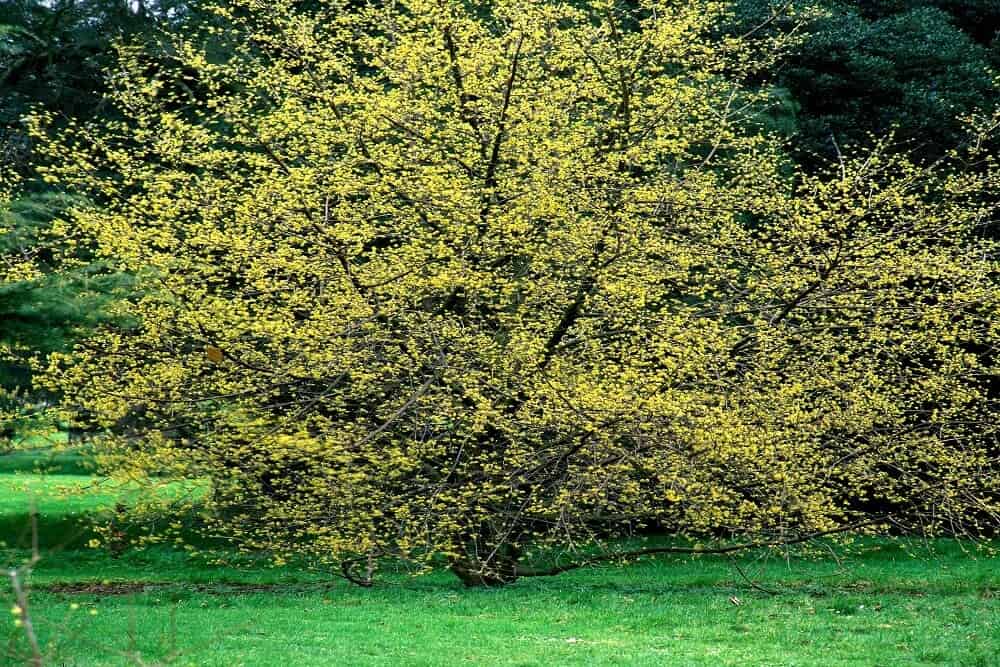 Cornelian Cherry (Cornus mas)