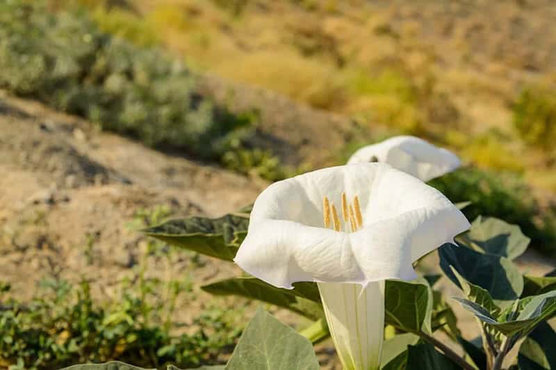 Sacred Datura (Datura Wrightii)