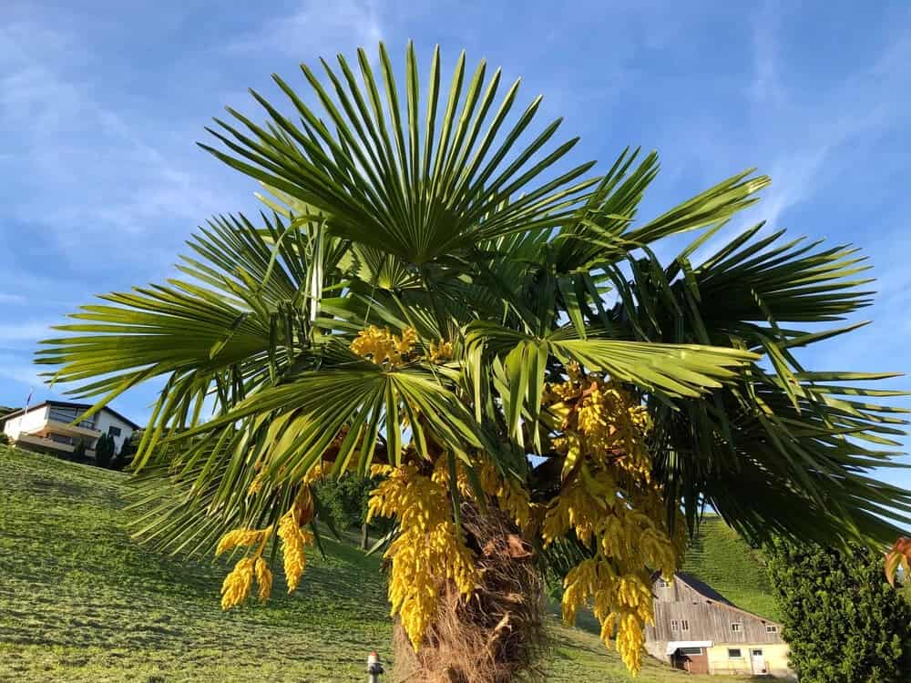 Texas Sabal Palm (Sabal mexicana)