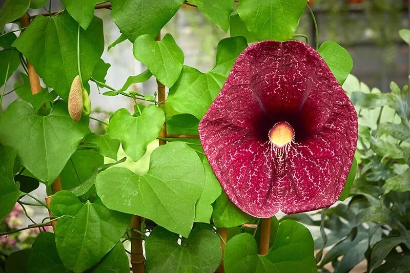 Calico Flower (Aristolochia Littoralis)