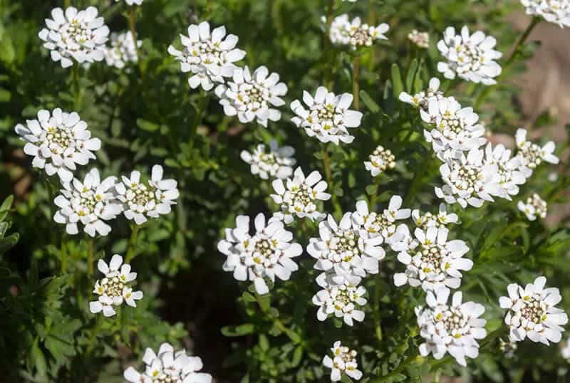 Candytuft (Iberis Sempervirens ‘Weisser Zwerg’)