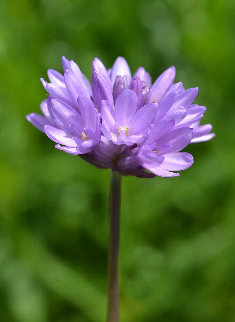 Wild Hyacinth (Dichelostemma Capitatum)