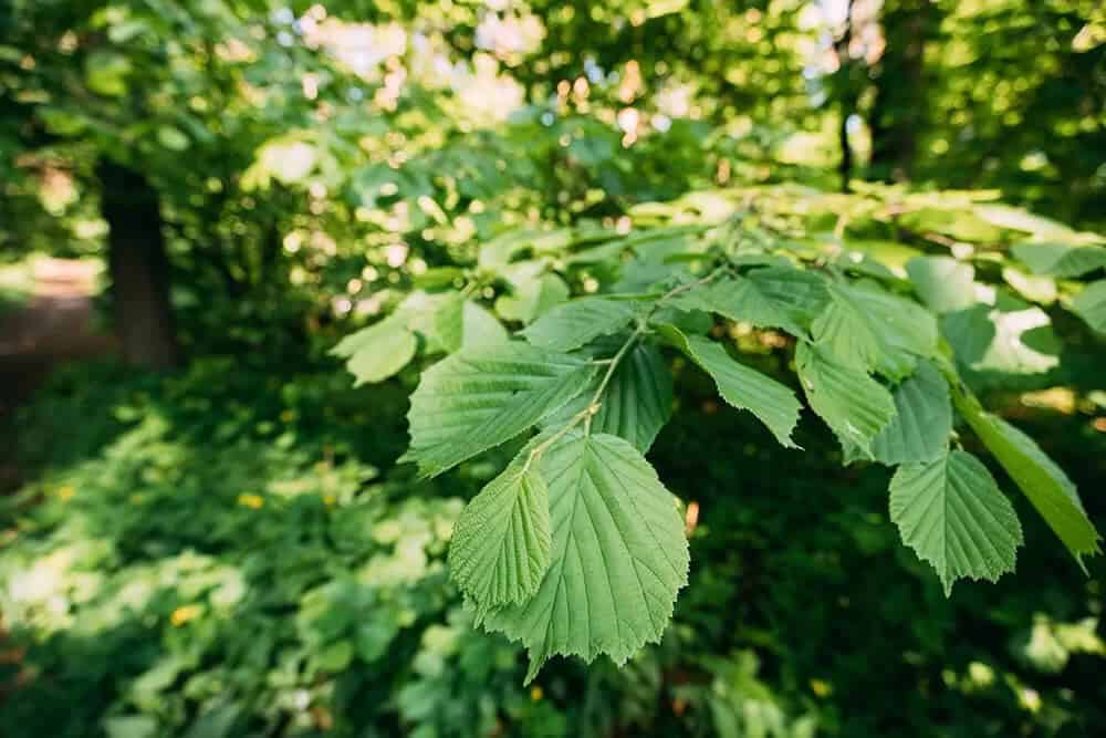 Green Alder (Alnus viridis)